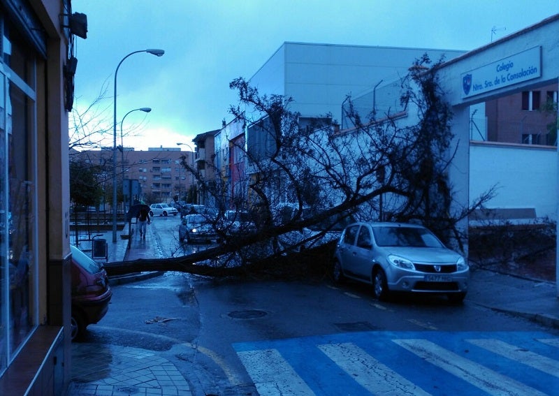 El árbol ha quedado encajado entre dos coches cerca del colegio Virgen de la Consolación