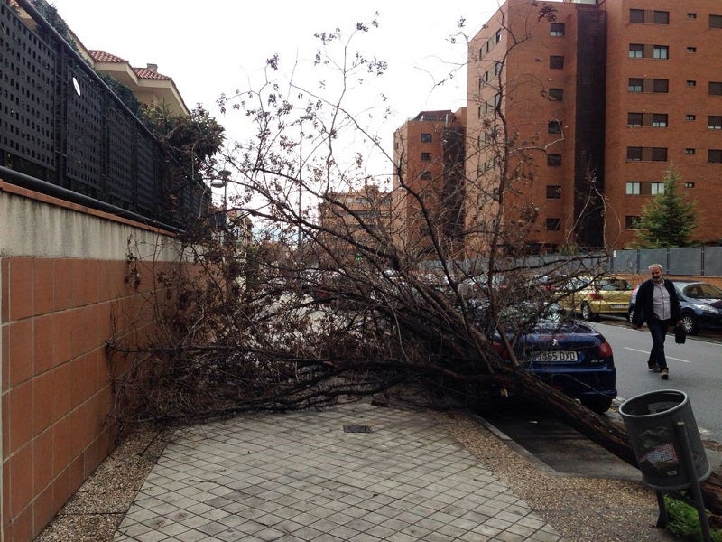 Árbol caído en la calle Jimena