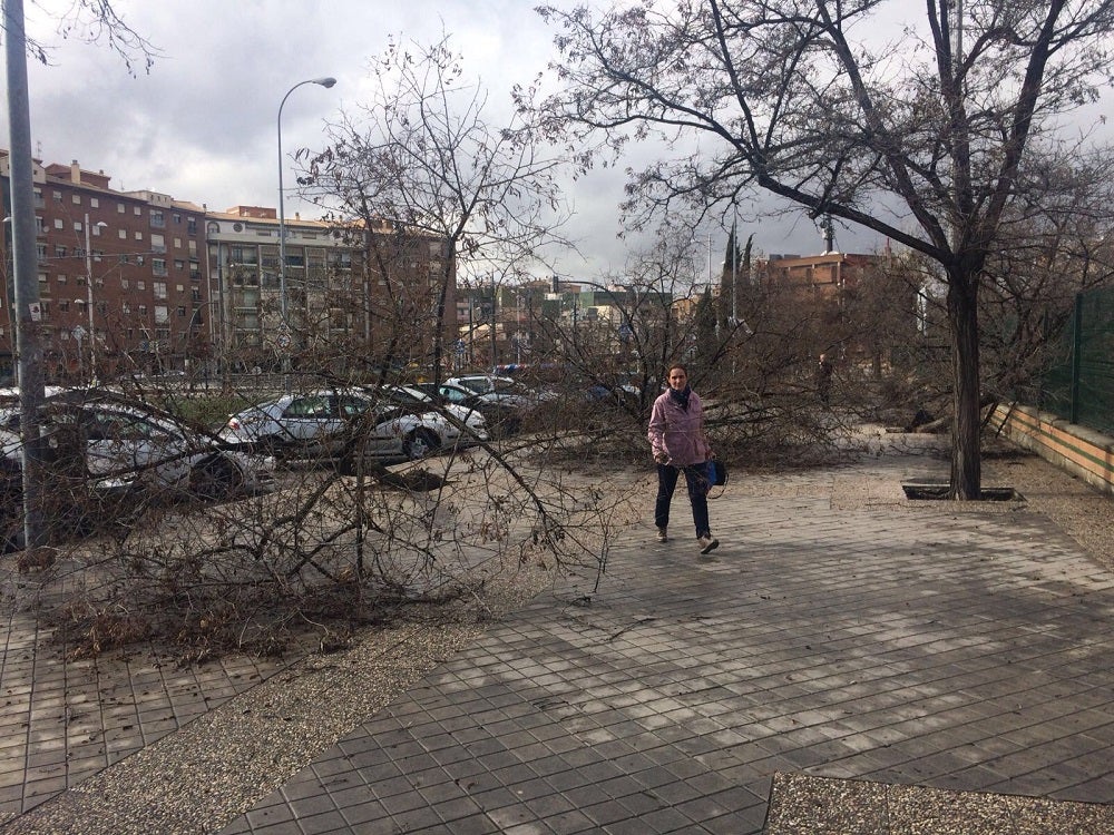 Varias ramas han caído en la Avenida Carlos V, en el Zaidín