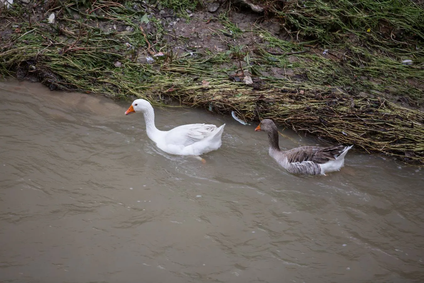 Los ríos Beiro, Darro, Dílar, Genil y Monachil, tras las últimas precipitaciones