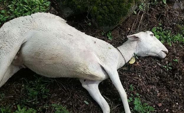 La lluvia provoca importantes bajas por muerte en la ganadería de la provincia de Jaén