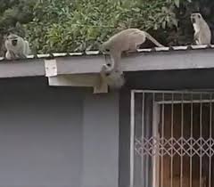 Permaneció ingresado durante tres semanas en el Centro de Rescate Veterinario para su recuperación