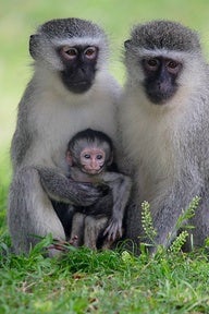 Permaneció ingresado durante tres semanas en el Centro de Rescate Veterinario para su recuperación