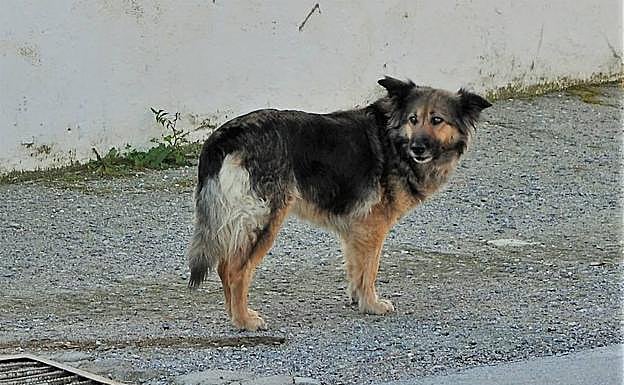 La emotiva historia de una perra que lleva 10 días en la puerta de un cementerio del Valle de Lecrín