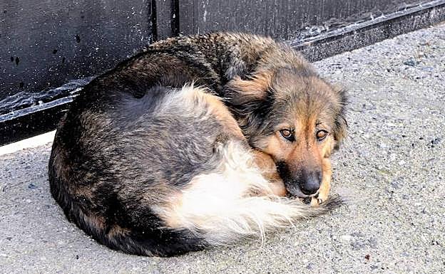 La perra no se separaba de la puerta del cementerio.