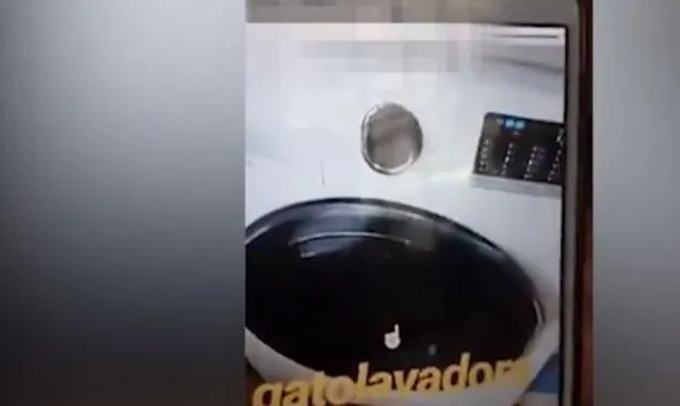 Denuncian a una chica de Jaén por centrifugar a un gato en una lavadora y publicarlo en Instagram