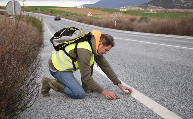 Miembros de la Asociación Herpetológica Granadina intentan salvar a sapillos que cruzan la carretera 
