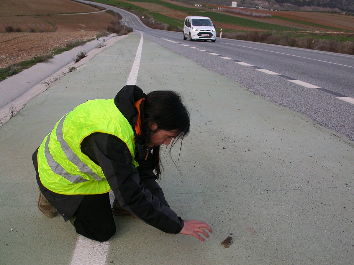 apillos adultos intentan llegar a los charcos de lluvia para copular y poner sus huevos, pero son atropellados por los coches que circulan por la carretera de La Cabra a la altura de Padul. Puedes leer la noticia aquí