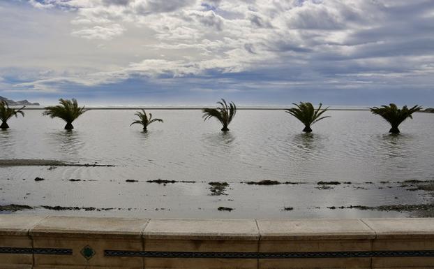Así se han quedado algunas palmeras en la playa de Motril