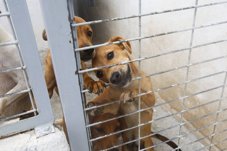 Los veterinarios achacan el auge a una "evolución hacia la adquisición emocional"