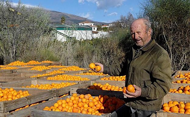El Valle se prepara para celebrar este fin de semana la XVIII Feria de la Naranja