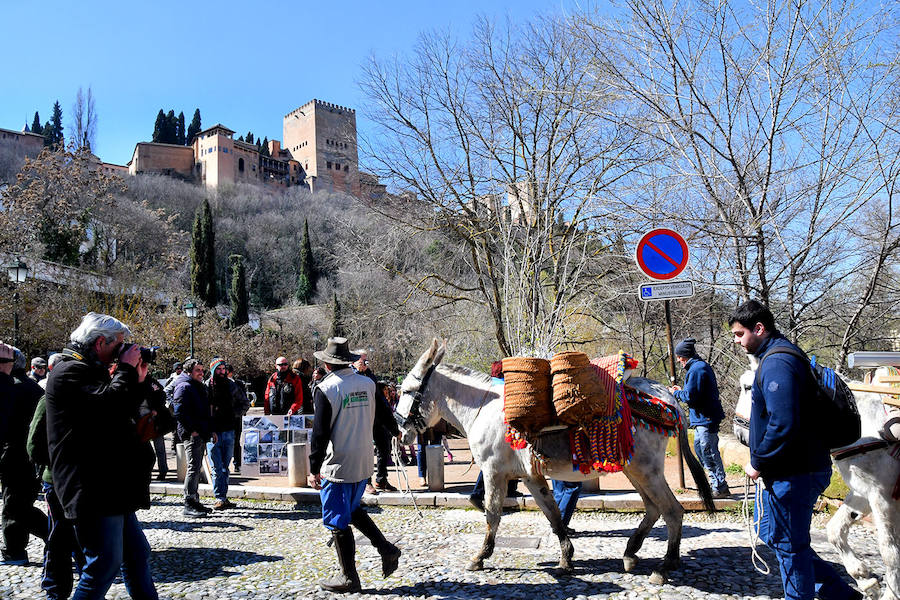 Los granadinos celebran el Día del Árbol con un paseo en recuerdo de los arrieros y reivindican el valor del viejo camino bajo la Alhambra