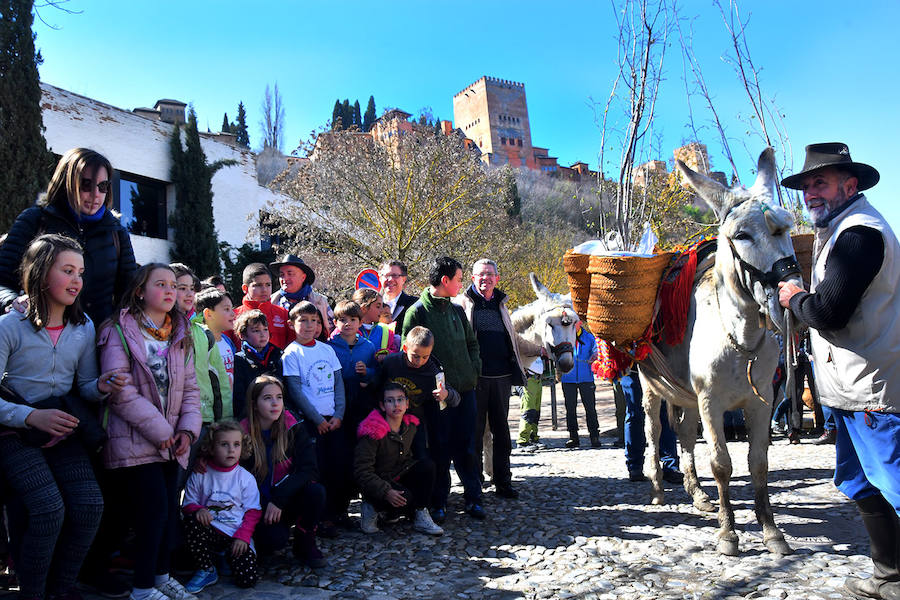 Los granadinos celebran el Día del Árbol con un paseo en recuerdo de los arrieros y reivindican el valor del viejo camino bajo la Alhambra