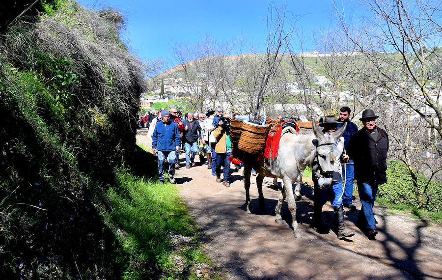 Los granadinos celebran el Día del Árbol con un paseo en recuerdo de los arrieros y reivindican el valor del viejo camino bajo la Alhambra