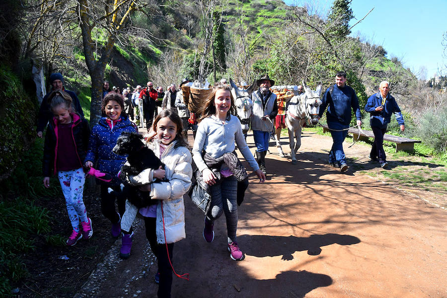 Los granadinos celebran el Día del Árbol con un paseo en recuerdo de los arrieros y reivindican el valor del viejo camino bajo la Alhambra