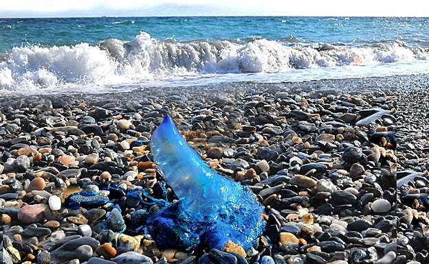 Una carabela portuguesa, Physalia physalis, en la playa de Motril