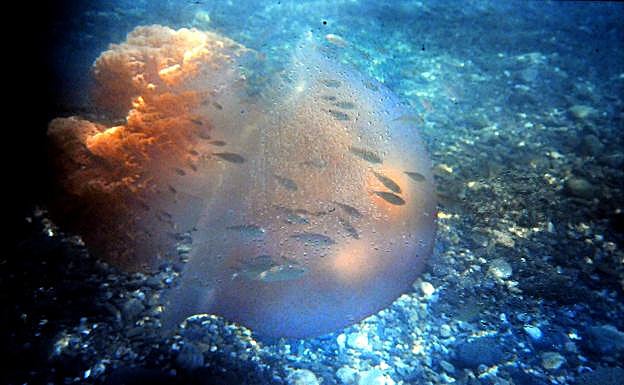 Una medusa conocida como agua mala, Rhizostoma pulmo, cuya toxicidad es mínima