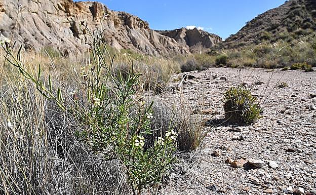Euzomodendron bourgaeanum en su hábitat