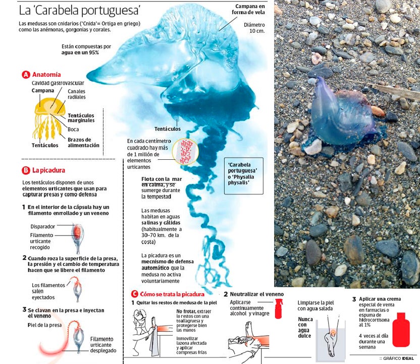 Atento por si ves una, flota con el mar en calma y se sumerge con la tempestad. 