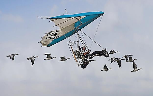 Christian Moullec vuela con su ultraligero incrustado en la bandada de gansos. :: 'voler avec les oiseaux'