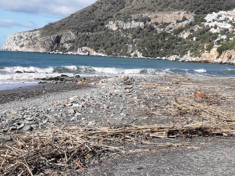 Después de retirar dos millones de kilos de residuos en el mes de marzo, las playas de Almuñécar vuelven a estar llenas de cañaveras por los temporales 