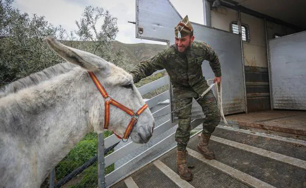 Un militar conduce a 'Tomillo' al camión.