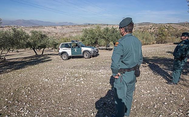 Agentes de la Guardia Civil vigilan un olivar.