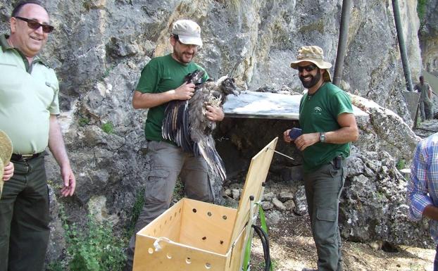 Técnicos de medio Ambiente, liberan un quebrantahuesos en Cazorla