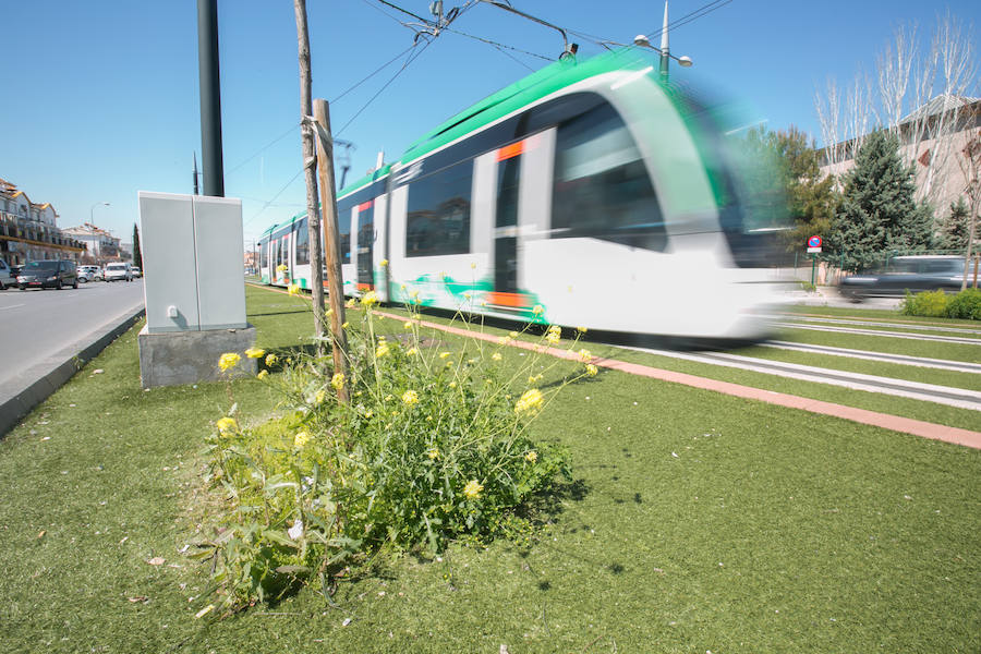 La lluvia ha hecho florecer a estas bellas plantas que inundan los campos abandonados, las cunetas y grandes zonas de la Vega de Granada 