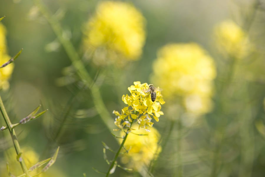 La lluvia ha hecho florecer a estas bellas plantas que inundan los campos abandonados, las cunetas y grandes zonas de la Vega de Granada 