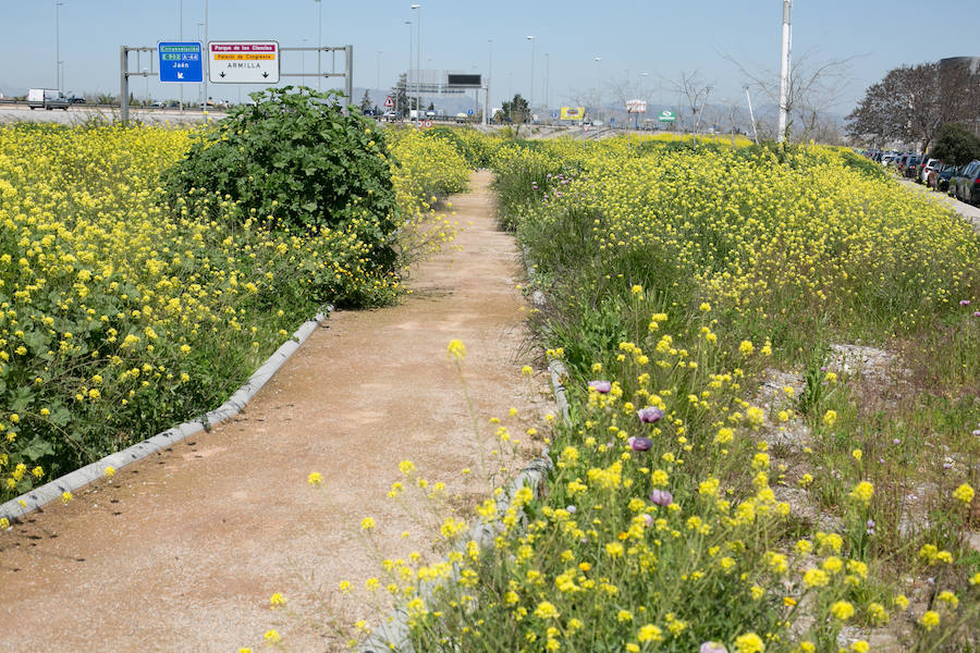 La lluvia ha hecho florecer a estas bellas plantas que inundan los campos abandonados, las cunetas y grandes zonas de la Vega de Granada 