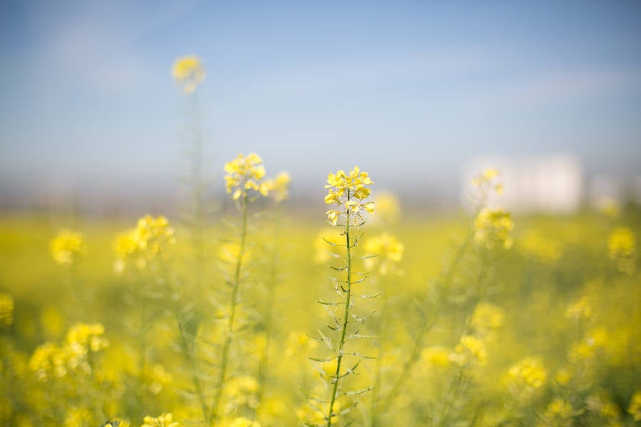 La lluvia ha hecho florecer a estas bellas plantas que inundan los campos abandonados, las cunetas y grandes zonas de la Vega de Granada 