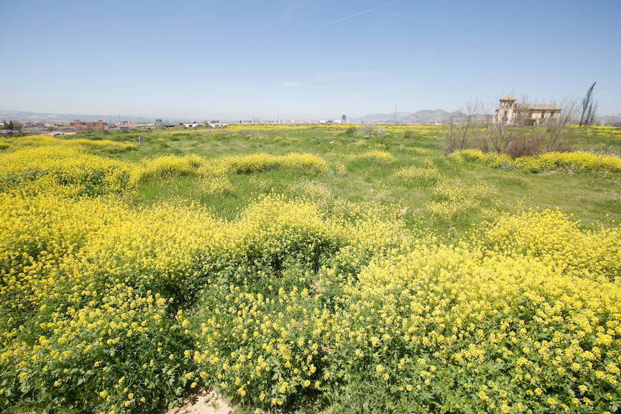 La lluvia ha hecho florecer a estas bellas plantas que inundan los campos abandonados, las cunetas y grandes zonas de la Vega de Granada 