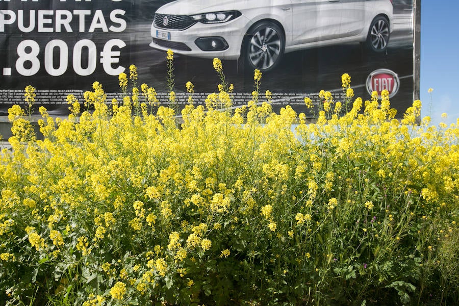 La lluvia ha hecho florecer a estas bellas plantas que inundan los campos abandonados, las cunetas y grandes zonas de la Vega de Granada 