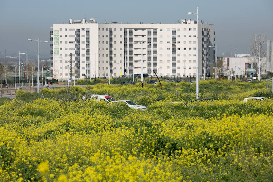 La lluvia ha hecho florecer a estas bellas plantas que inundan los campos abandonados, las cunetas y grandes zonas de la Vega de Granada 