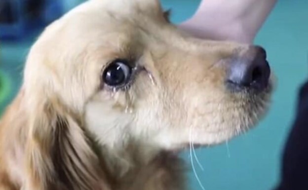 Las lágrimas de alegría de un perro al ser rescatado en un mercado de carne