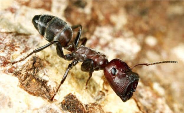 La hormiga que explota y muere al sentirse amenazada