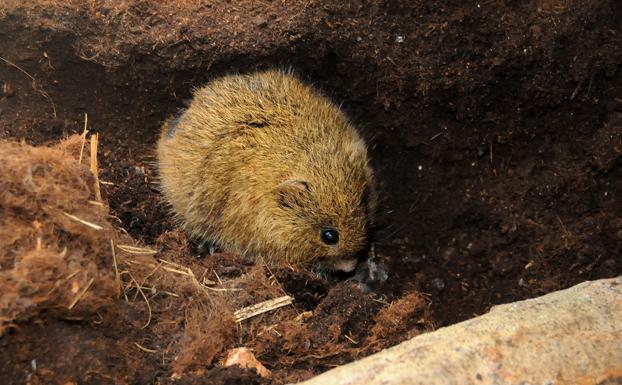 El pequeño Microtus cabrerae, el topillo de Cabrera en sus túneles realizados en zonas de tierras húmedas y blandas.