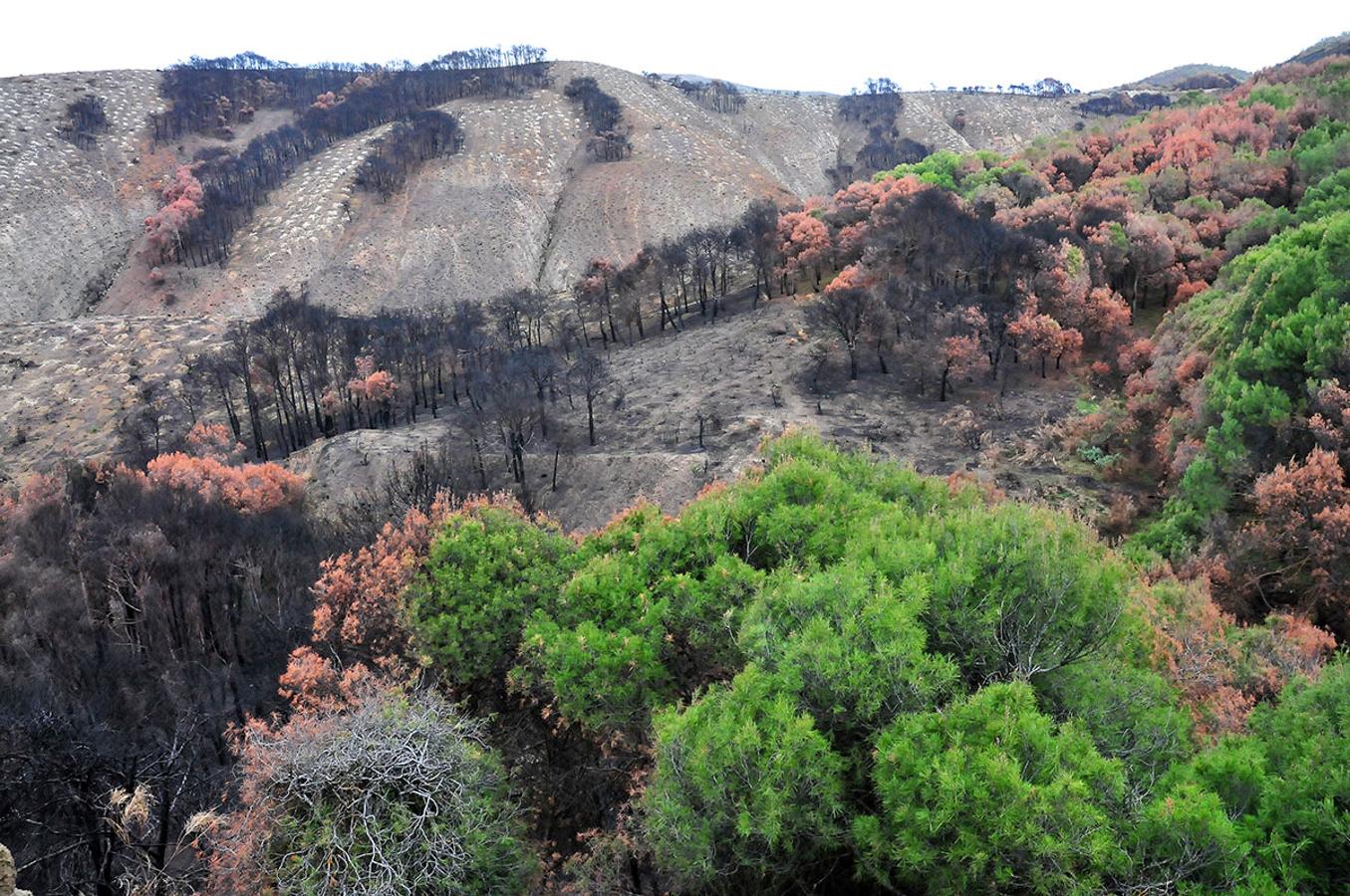 Los incendios forestales dejan su huella permanente en los ecosistemas. Incendio forestal en Cenes, Granada.