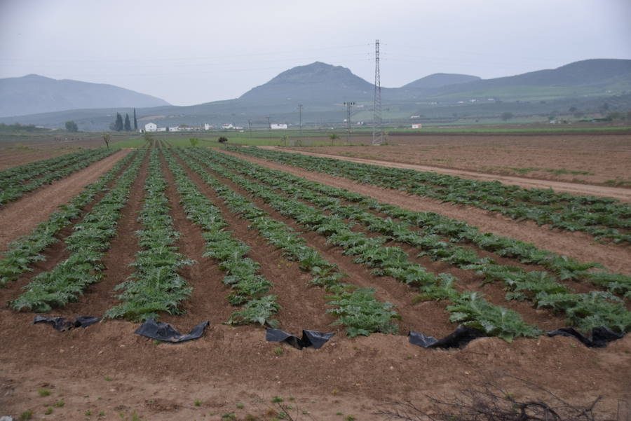 La temporada de espárragos se ha visto afectada por las condiciones climatológicas; hay una sobreproducción que ahora no tiene salida en el mercado.