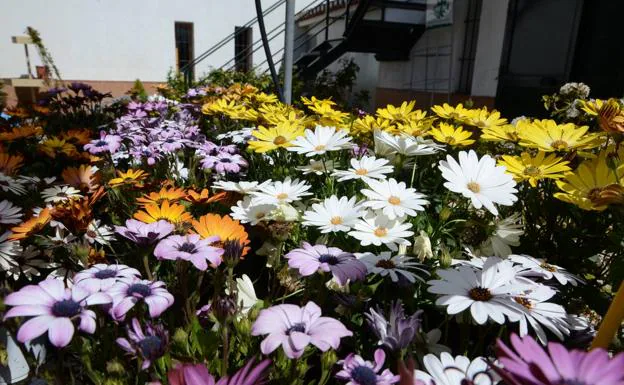 Nueve plantas que crecen bien en Granada para tu jardín y duran todo el año  | Ideal