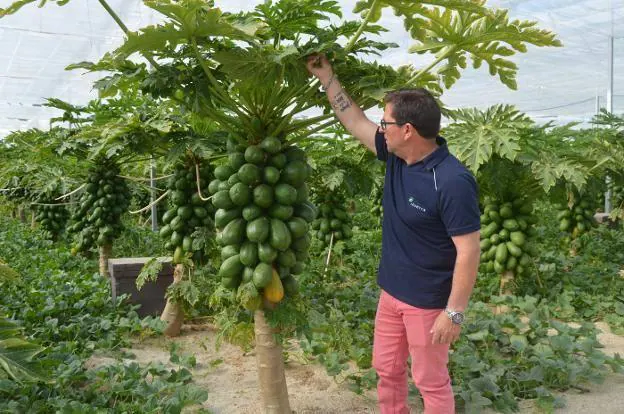 Papayal. Papayas confeccionadas en las instalaciones de Biosabor, que produce en ecológico.