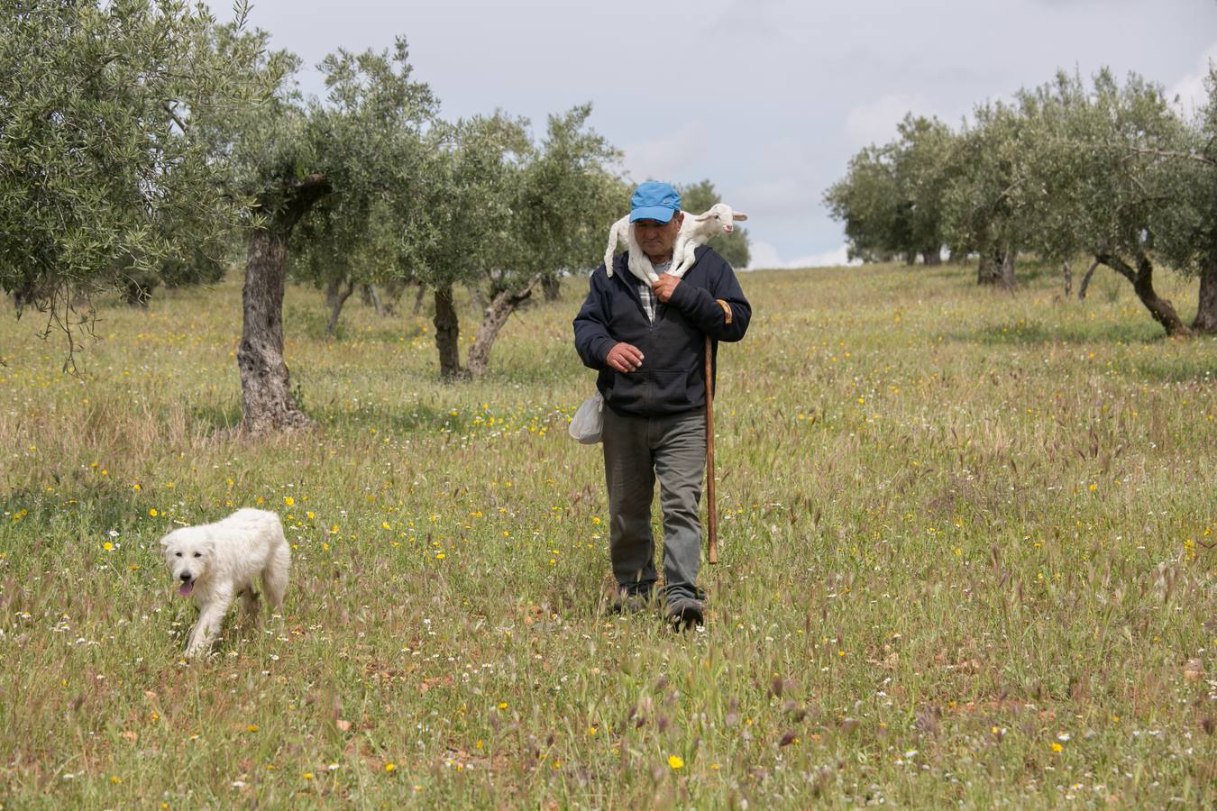 En el Generalife se encuentra la Puerta de los Carneros, donde se ubicaba el ganado del sultán. La idea que busca transmitir la Junta es que la Alhambra «no es solo cultura, patrimonio, arte o turismo –razona Reynaldo Fernández–, también es campo, agricultura y ganadería»