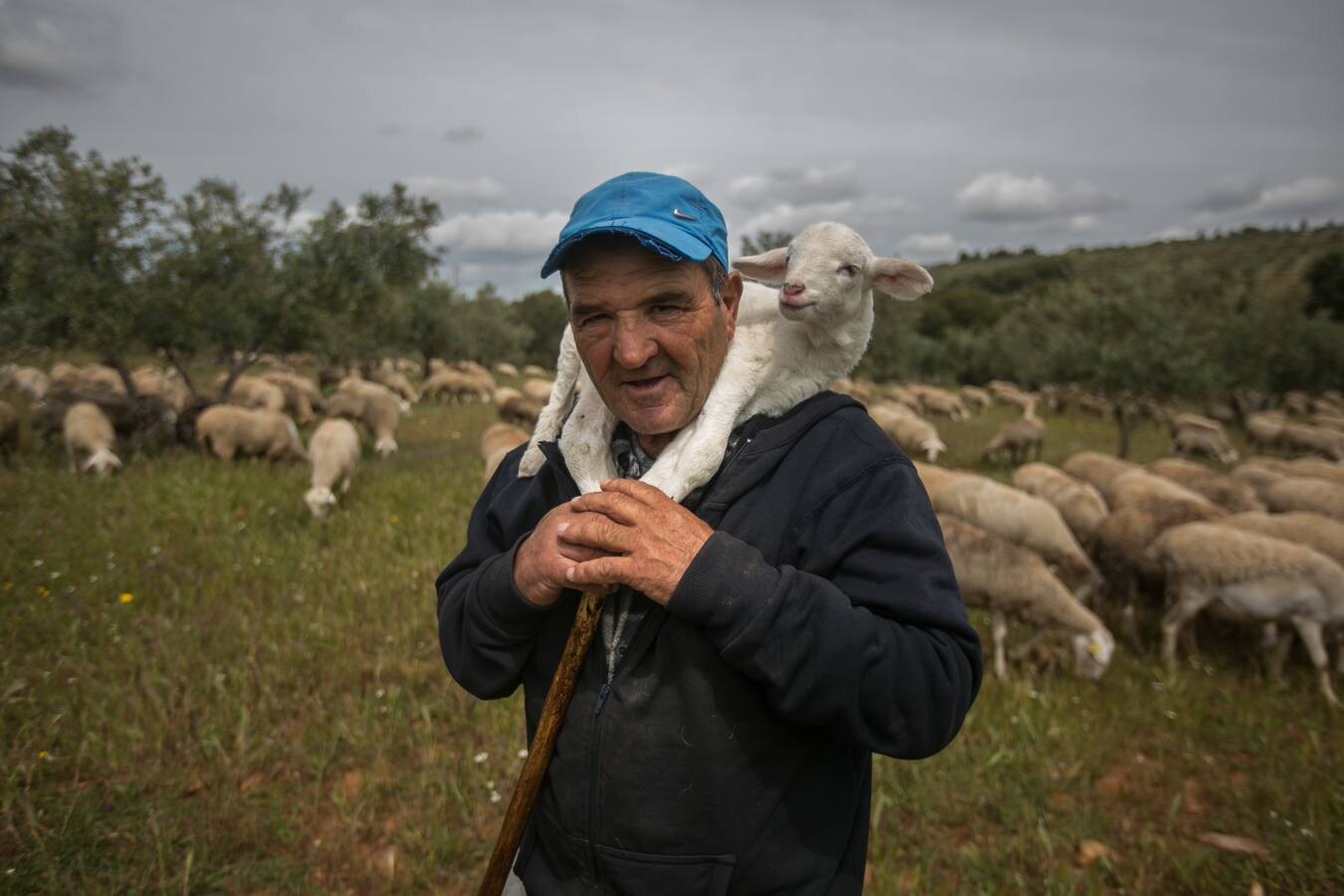 En el Generalife se encuentra la Puerta de los Carneros, donde se ubicaba el ganado del sultán. La idea que busca transmitir la Junta es que la Alhambra «no es solo cultura, patrimonio, arte o turismo –razona Reynaldo Fernández–, también es campo, agricultura y ganadería»