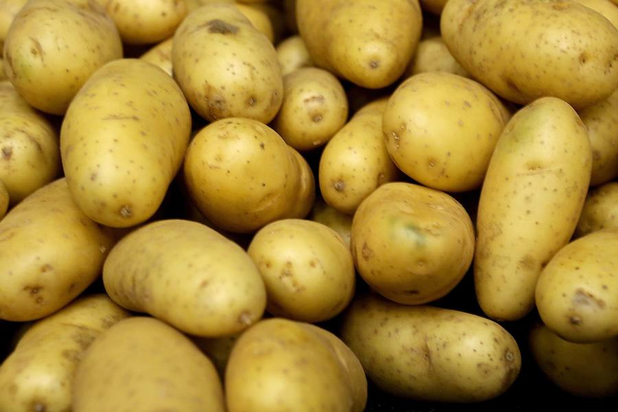 Los brotes verdes de las patatas no se han de consumir bajo ningún concepto. Dichos brotes producen diarrea, dolores estomacales y tomados en grandes cantidades pueden ser letales