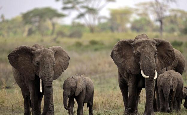 Tenemos que comprender a los elefantes para salvarlos de la muerte