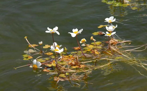 lírios acuáticos y cancel de las ninfas, flores del agua | Ideal