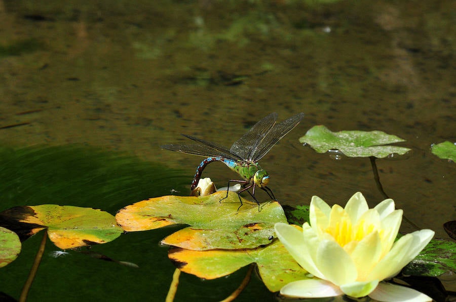 Una libélula, Anax imperator, pone sus huevos en las hojas de un nenúfar.