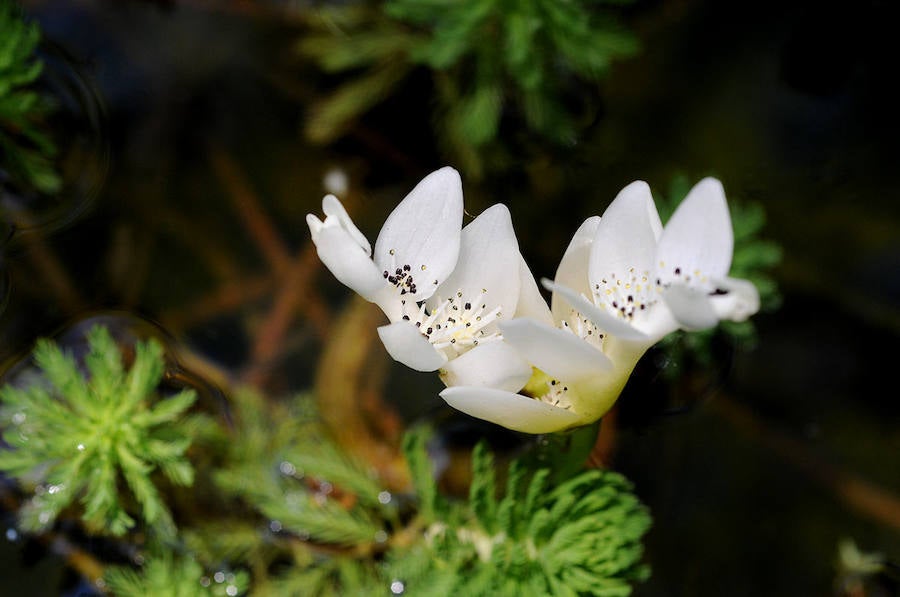 Flor de azucena de agua, se utiliza en estanques por su agradable aroma.