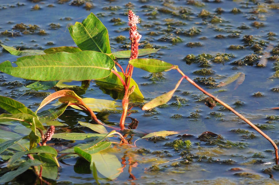 Las flores de la Persicaria anfibia aparecen sobre las láminas de agua de las lagunas.
